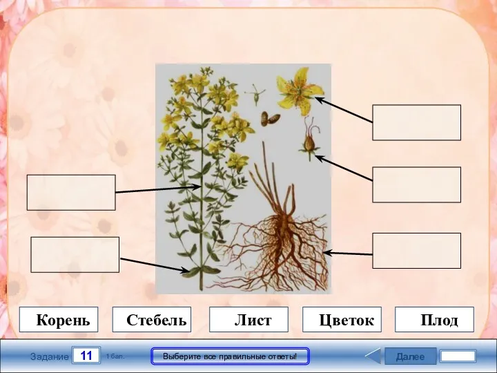Далее 11 Задание 1 бал. Выберите все правильные ответы! Корень Стебель Лист Цветок Плод