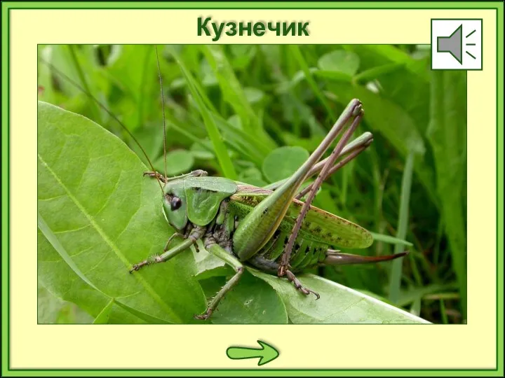 Кузнечик