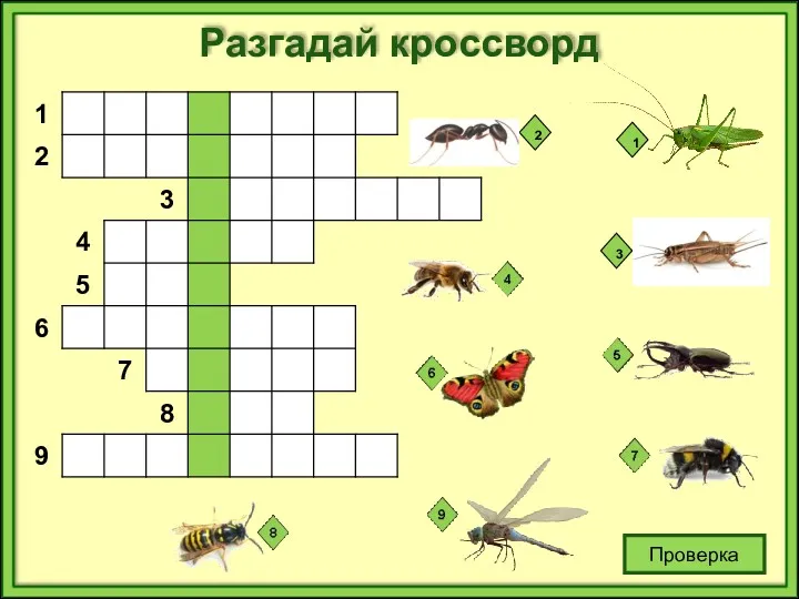 Проверка Разгадай кроссворд