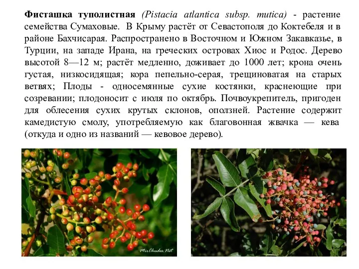 Фисташка туполистная (Pistacia atlantica subsp. mutica) - растение семейства Сумаховые.