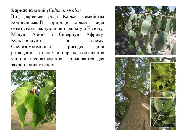 Каркас южный (Celtis australis) Вид деревьев рода Каркас семейства Коноплёвые.