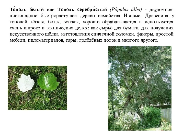То́поль белый или Тополь серебри́стый (Pópulus álba) - двудомное листопадное