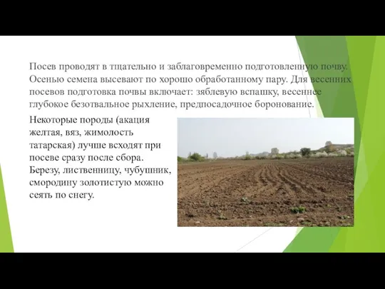 Посев проводят в тщательно и заблаговременно подготовленную почву. Осенью семена