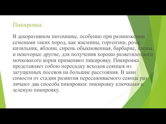 Пикировка В декоративном питомнике, особенно при размноже­нии семенами таких пород,