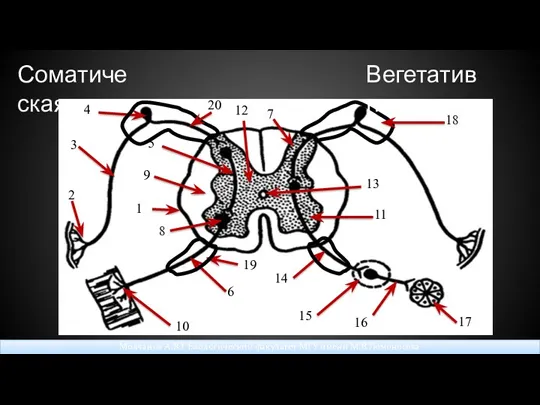 Соматическая Молчанов А.Ю. Биологический факультет МГУ имени М.В.Ломоносова Вегетативная