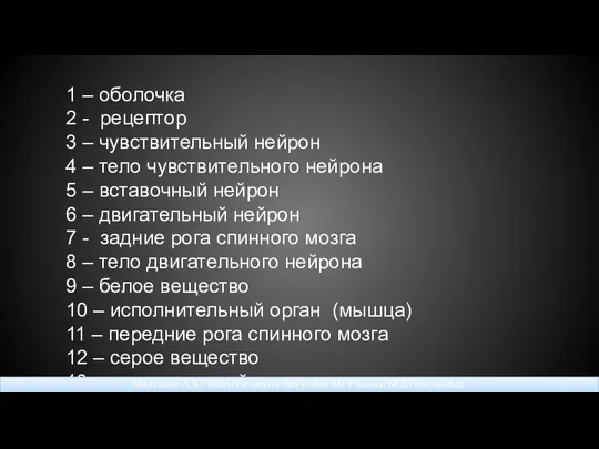 1 – оболочка 2 - рецептор 3 – чувствительный нейрон 4 – тело