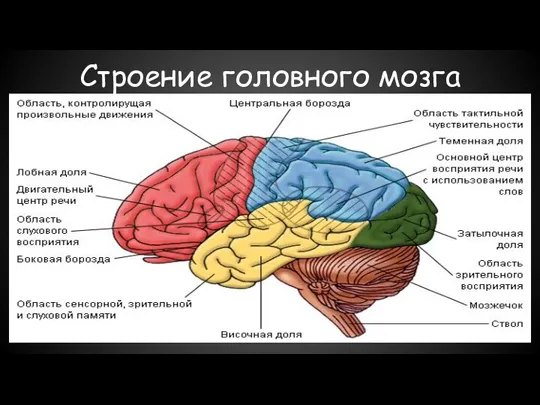 Строение головного мозга