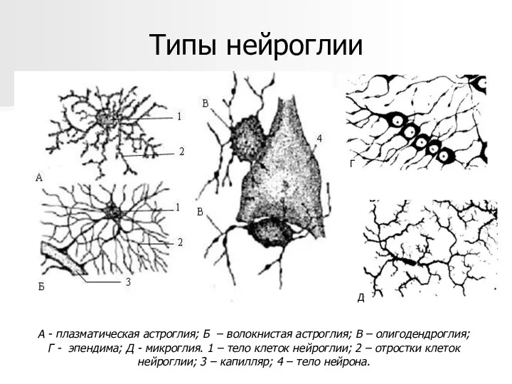 Типы нейроглии А - плазматическая астроглия; Б – волокнистая астроглия;