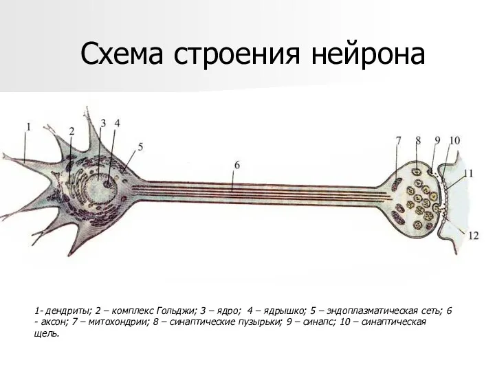 Схема строения нейрона 1- дендриты; 2 – комплекс Гольджи; 3