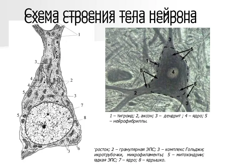 1 – отросток; 2 – гранулярная ЭПС; 3 – комплекс