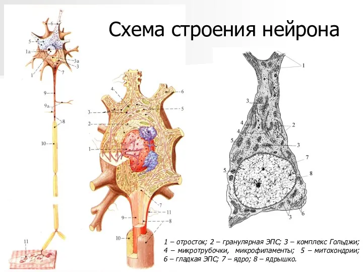 Схема строения нейрона 1 – отросток; 2 – гранулярная ЭПС;