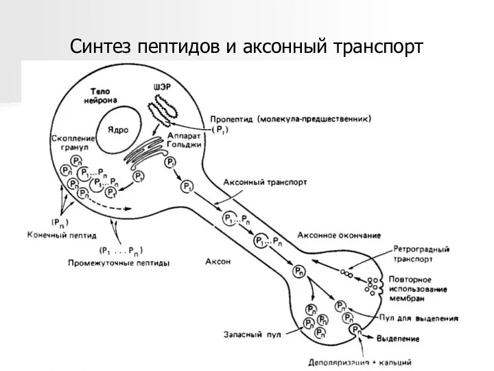 Синтез пептидов и аксонный транспорт