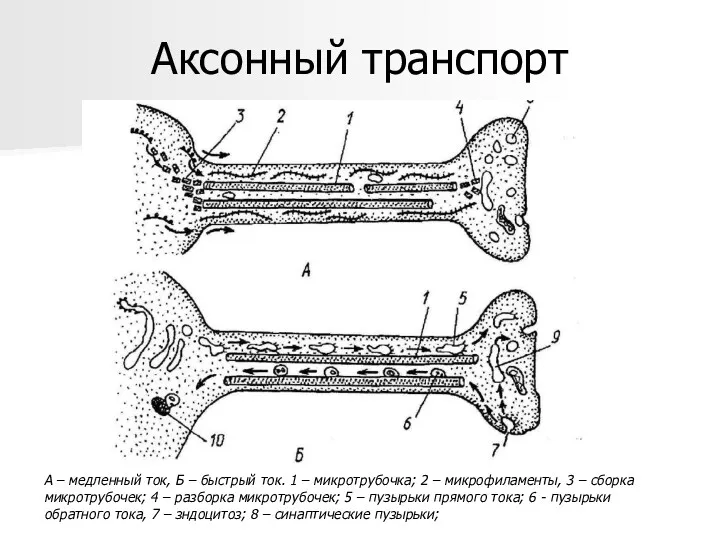 Аксонный транспорт А – медленный ток, Б – быстрый ток.