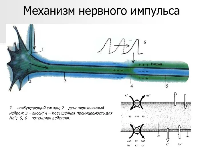 Механизм нервного импульса 1 – возбуждающий сигнал; 2 – деполяризованный