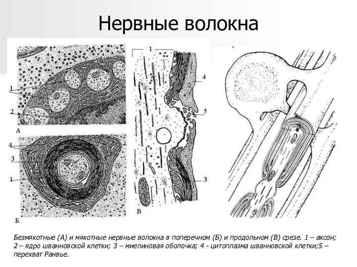 Безмякотные (А) и мякотные нервные волокна в поперечном (Б) и