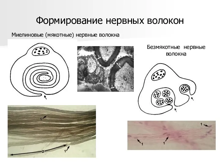 Формирование нервных волокон Миелиновые (мякотные) нервные волокна Безмякотные нервные волокна