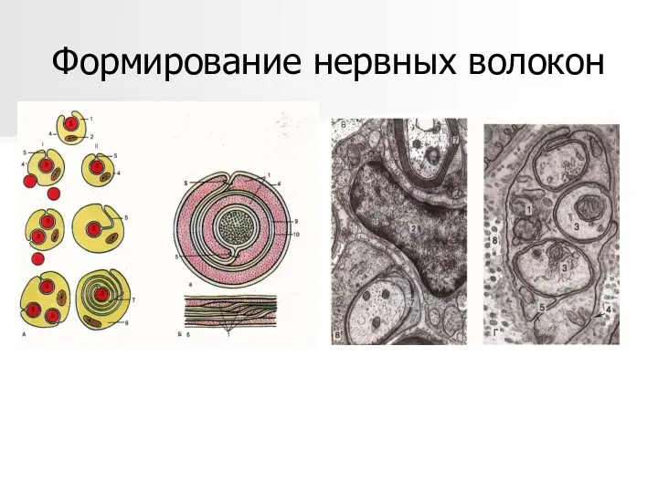 Формирование нервных волокон