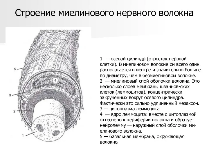 Строение миелинового нервного волокна 1 — осевой цилиндр (отросток нервной