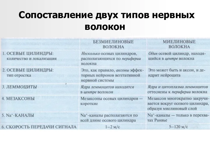 Сопоставление двух типов нервных волокон