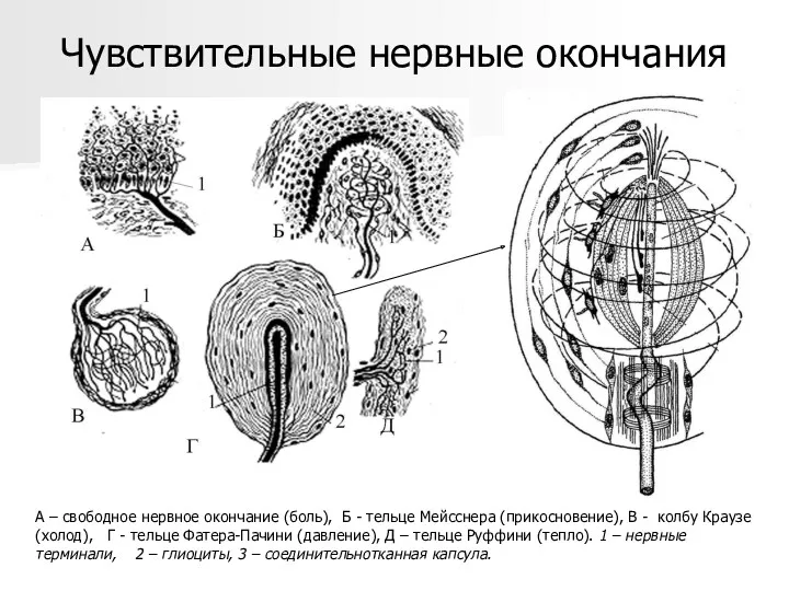 Чувствительные нервные окончания А – свободное нервное окончание (боль), Б