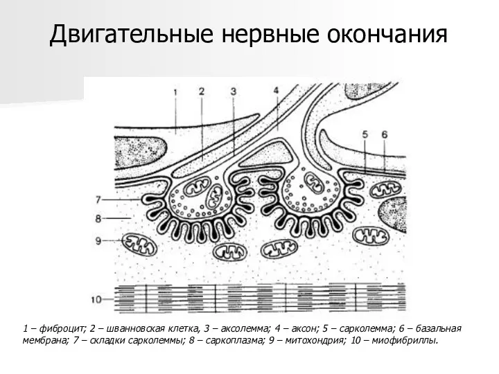 Двигательные нервные окончания 1 – фиброцит; 2 – шванновская клетка,