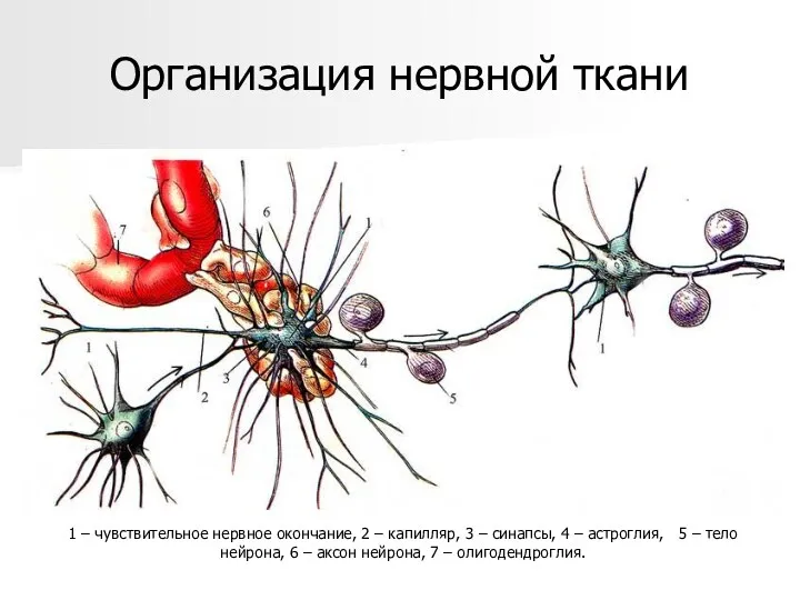 Организация нервной ткани 1 – чувствительное нервное окончание, 2 –