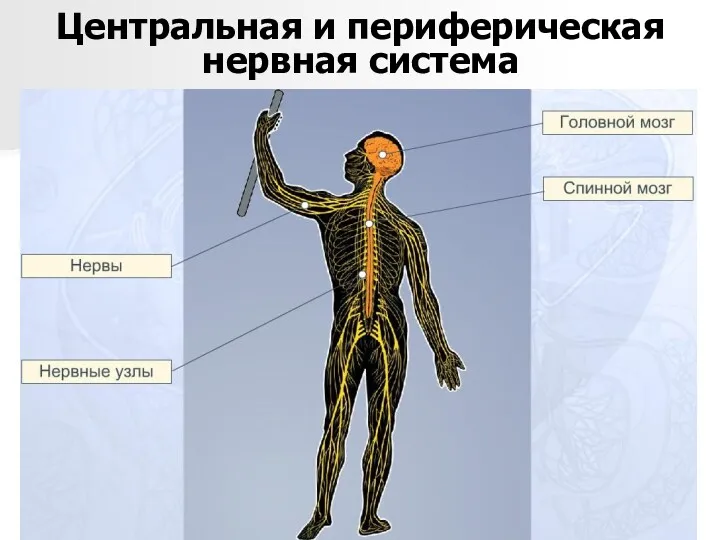 Центральная и периферическая нервная система