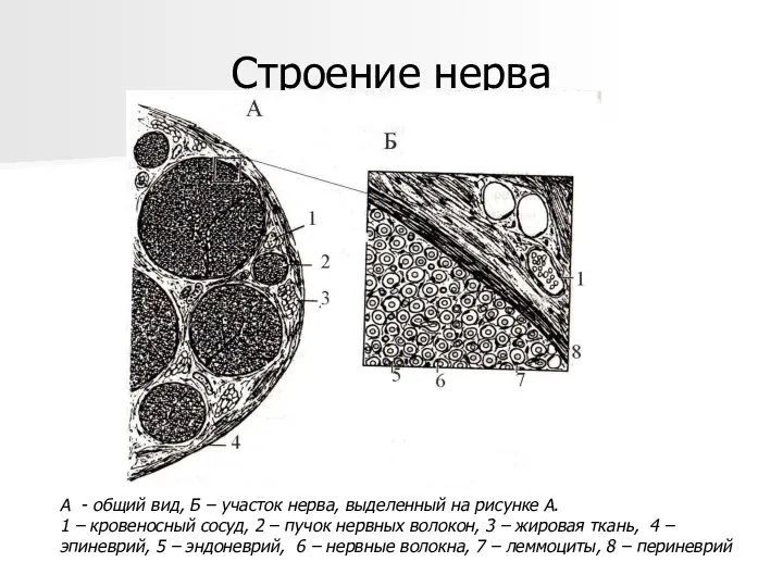 Строение нерва А - общий вид, Б – участок нерва,