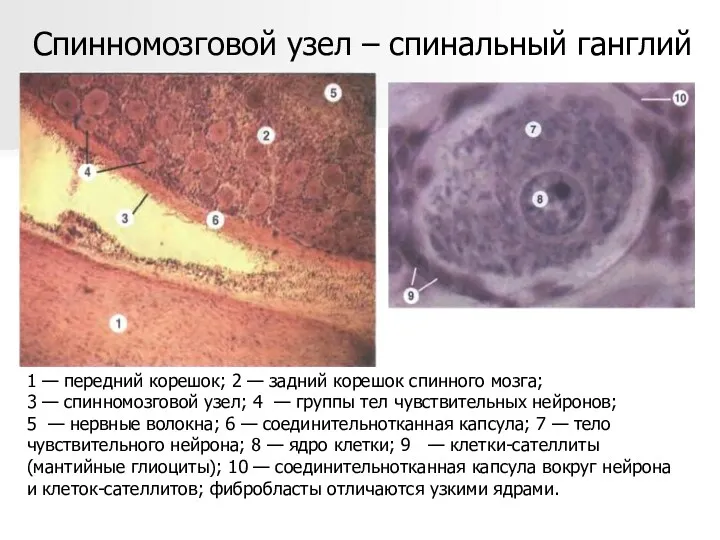 Спинномозговой узел – спинальный ганглий 1 — передний корешок; 2