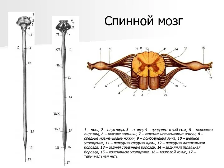 1 – мост, 2 – пирамида, 3 – олива, 4