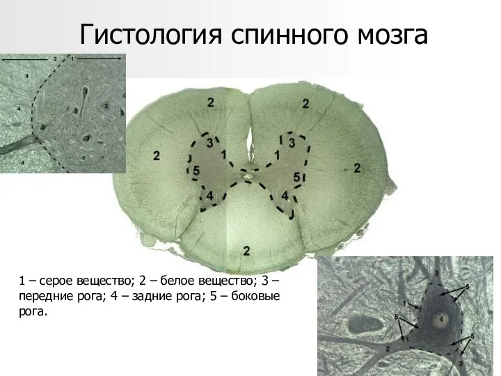 Гистология спинного мозга 1 – серое вещество; 2 – белое