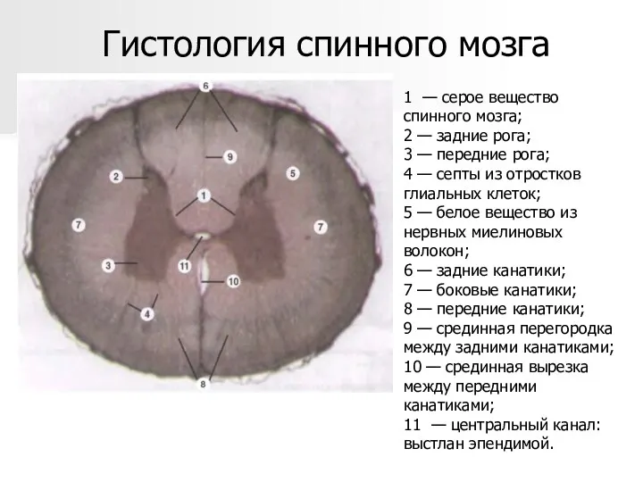 Гистология спинного мозга 1 — серое вещество спинного мозга; 2