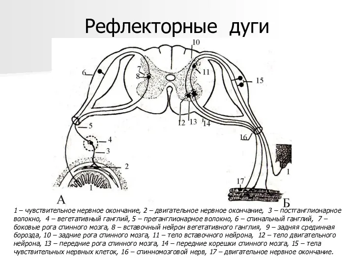 Рефлекторные дуги 1 – чувствительное нервное окончание, 2 – двигательное