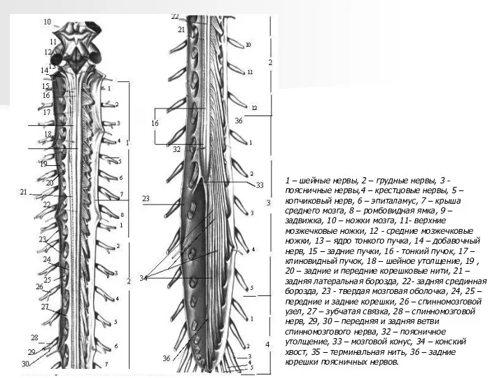 1 – шейные нервы, 2 – грудные нервы, 3 -
