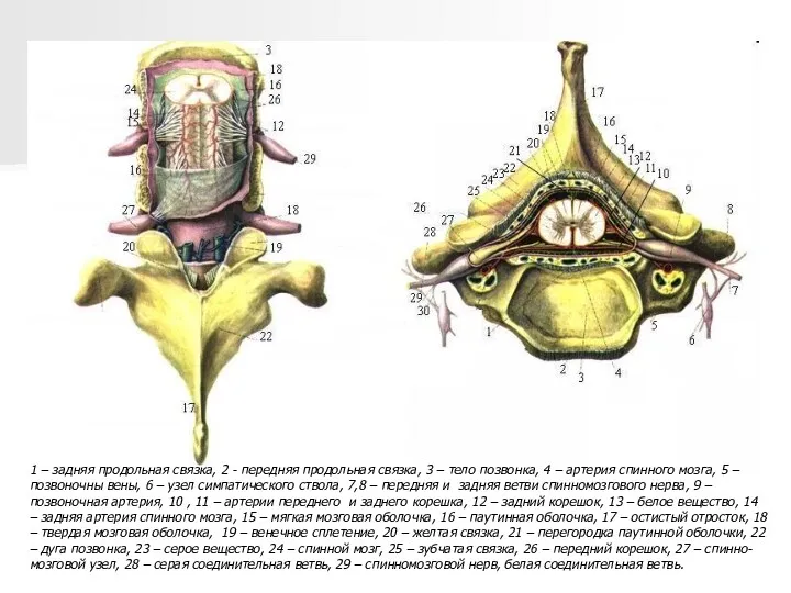 1 – задняя продольная связка, 2 - передняя продольная связка,
