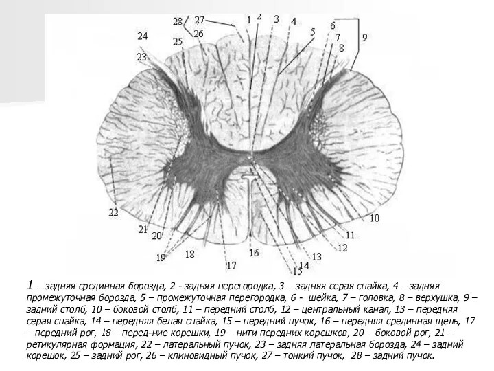 1 – задняя срединная борозда, 2 - задняя перегородка, 3