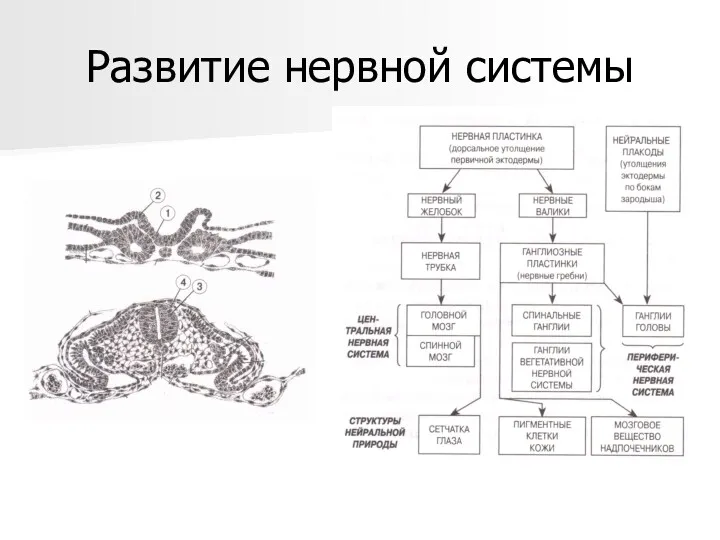 Развитие нервной системы