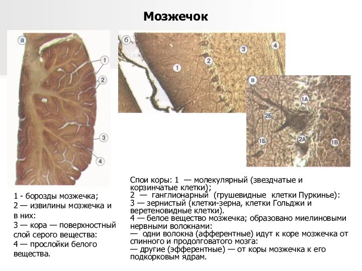 Мозжечок 1 - борозды мозжечка; 2 — извилины мозжечка и