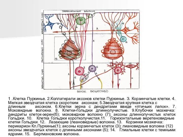 1 .Клетка Пуркинье. 2.Коллатерали аксонов клетки Пуркинье. З. Корзинчатые клетки.