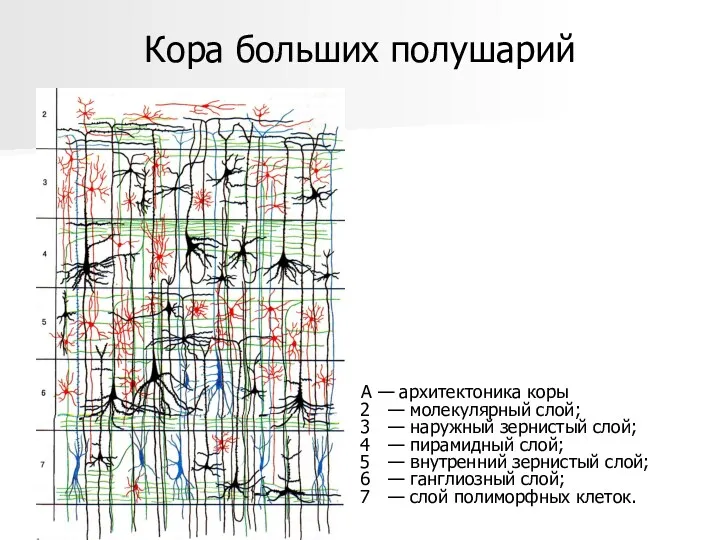 Кора больших полушарий А — архитектоника коры — молекулярный слой;