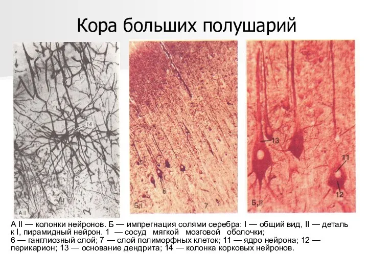 А II — колонки нейронов. Б — импрегнация солями серебра: