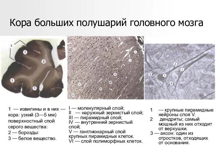 Кора больших полушарий головного мозга 1 — извилины и в