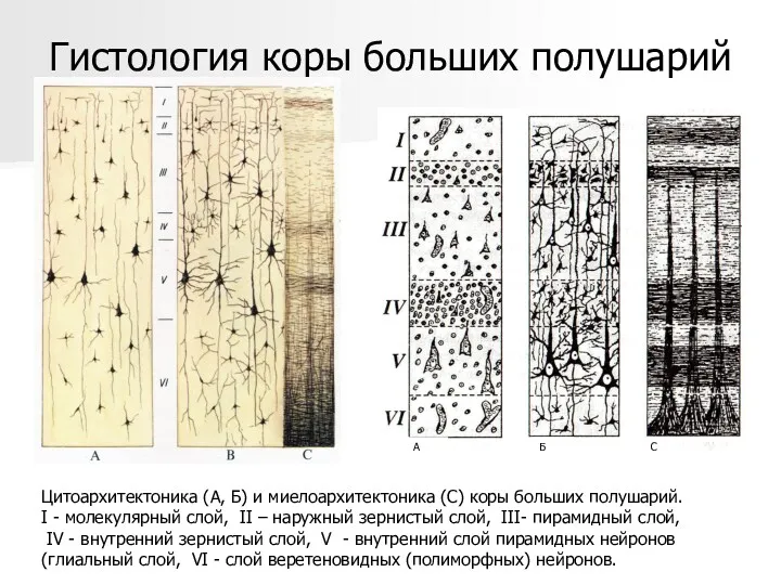 Гистология коры больших полушарий Цитоархитектоника (А, Б) и миелоархитектоника (С)