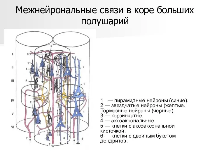 Межнейрональные связи в коре больших полушарий 1 — пирамидные нейроны
