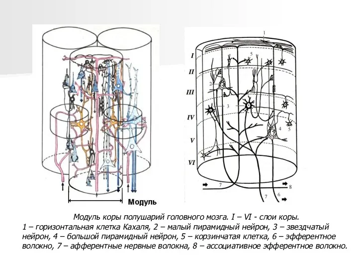 Модуль коры полушарий головного мозга. I – VI - слои