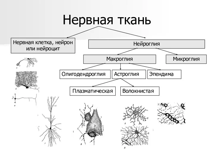 Нервная ткань Нервная клетка, нейрон или нейроцит Нейроглия Макроглия Микроглия Астроглия Олигодендроглия Эпендима Плазматическая Волокнистая