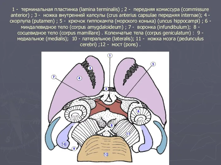 1 - терминальная пластинка (lamina terminalis) ; 2 - передняя