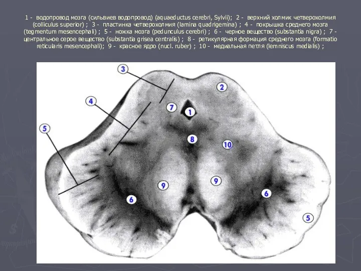 1 - водопровод мозга (сильвиев водопровод) (aquaeductus cerebri, Sylvii); 2
