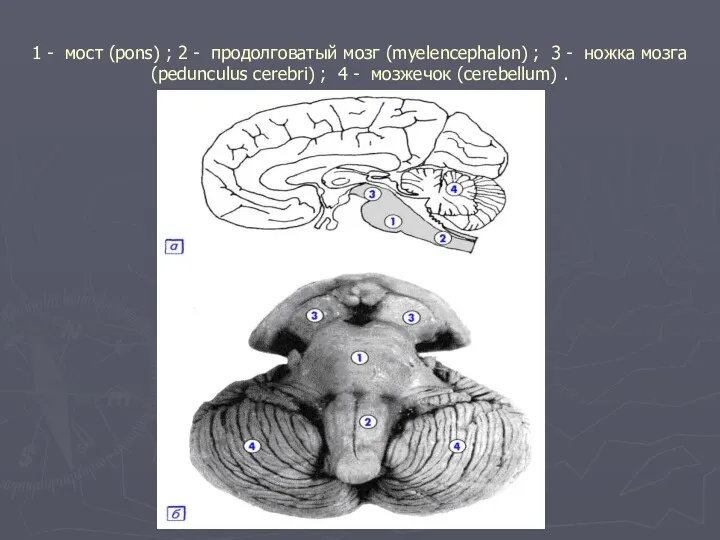 1 - мост (pons) ; 2 - продолговатый мозг (myelencephalon)