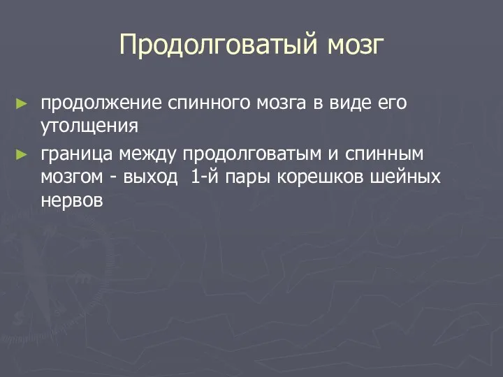 Продолговатый мозг продолжение спинного мозга в виде его утолщения граница